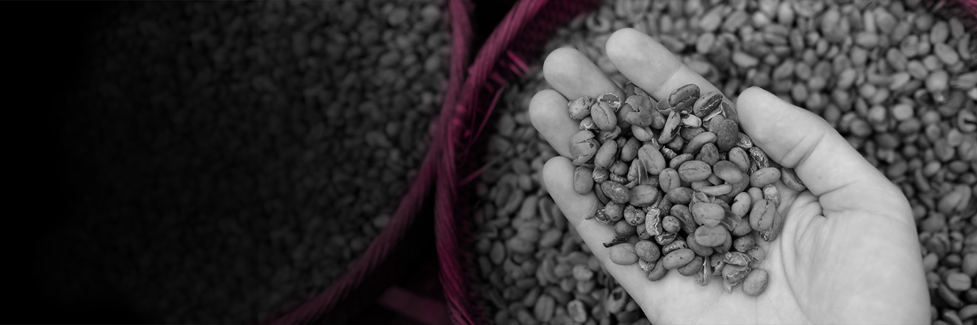 Hand holding coffee beans