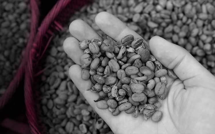 Hand holding coffee beans